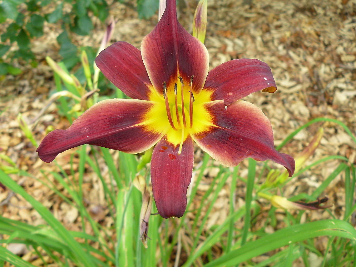 Reginas_photos_June_2011_035