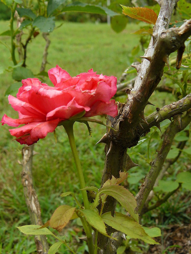 Reginas_photos_June_2011_063 Lenoir City Rose.