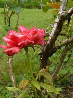 Reginas_photos_June_2011_063 Lenoir City Rose.