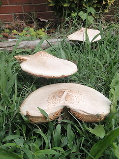 Mushrooms I can't help but want to stomp these mushrooms that grow in my front yard. Taken in Nashville, TN. fungi,mushroom