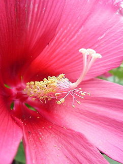 Chinese hibiscus closeup  Hibiscus rosa-sinensis