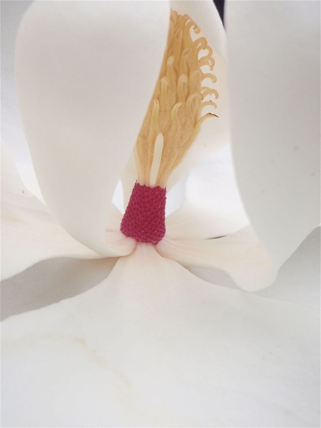 Magnolia blossom close-up Magnolia flower at Cheekwood Botanical Gardens and Museum in Nashville, Tennessee.  Magnolia grandiflora,Southern Magnolia