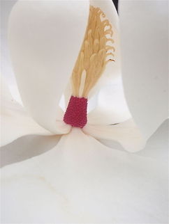 Magnolia blossom close-up Magnolia flower at Cheekwood Botanical Gardens and Museum in Nashville, Tennessee.  Magnolia grandiflora,Southern Magnolia