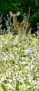 P1100197