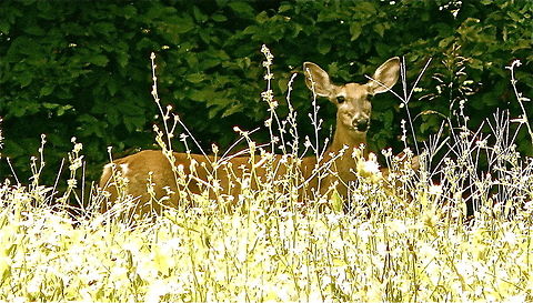 White-tailed deer peeks up from field of grass  Odocoileus virginianus,White-tailed Deer