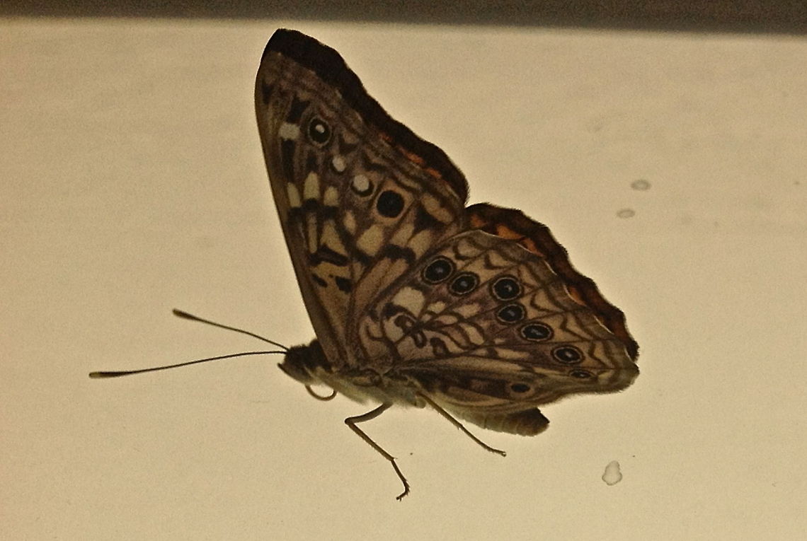 Hackberry Emperor  Asterocampa celtis,Hackberry Emperor