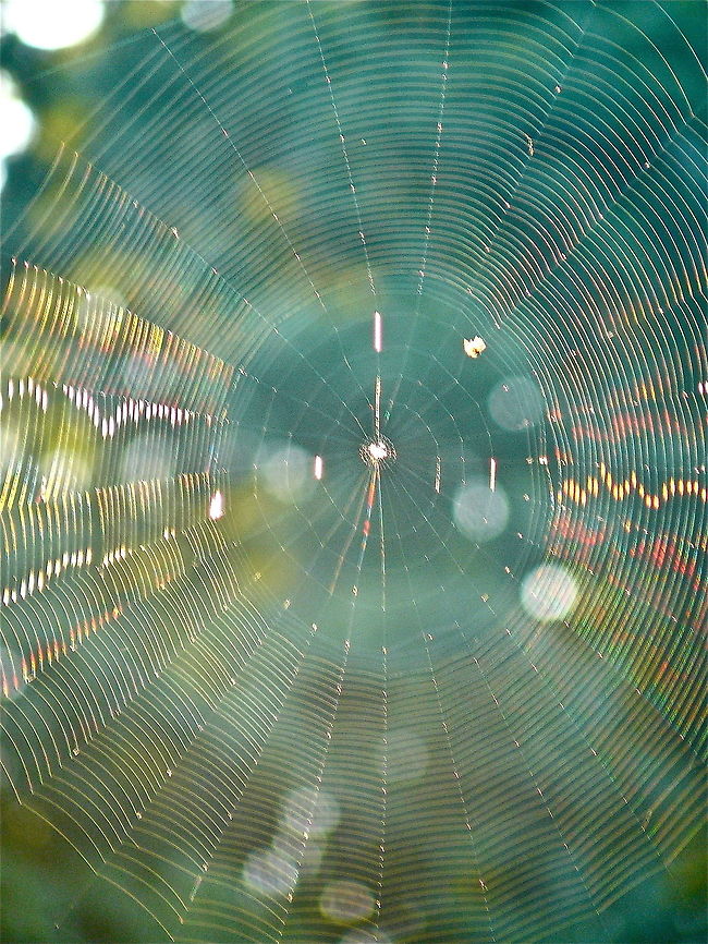 Spider web with sun flare  spider web