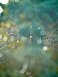 Spider web with sun flare  spider web