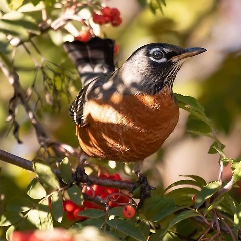 Robin Eating I took this photo late in the season. It was taken in October.  Red Deer.AB American Robin,Robin,Turdus migratorius,beautiful bird,bird,nature,pretty,wildlife