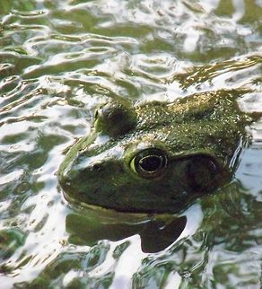 American Bullfrog surfacing  American Bullfrog,Rana catesbeiana