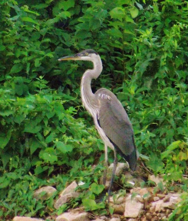 photo_043  Ardea cinerea,Grey Heron