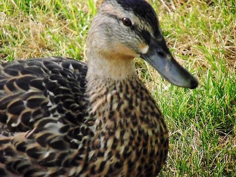 Duck  American Black Duck,Anas rubripes