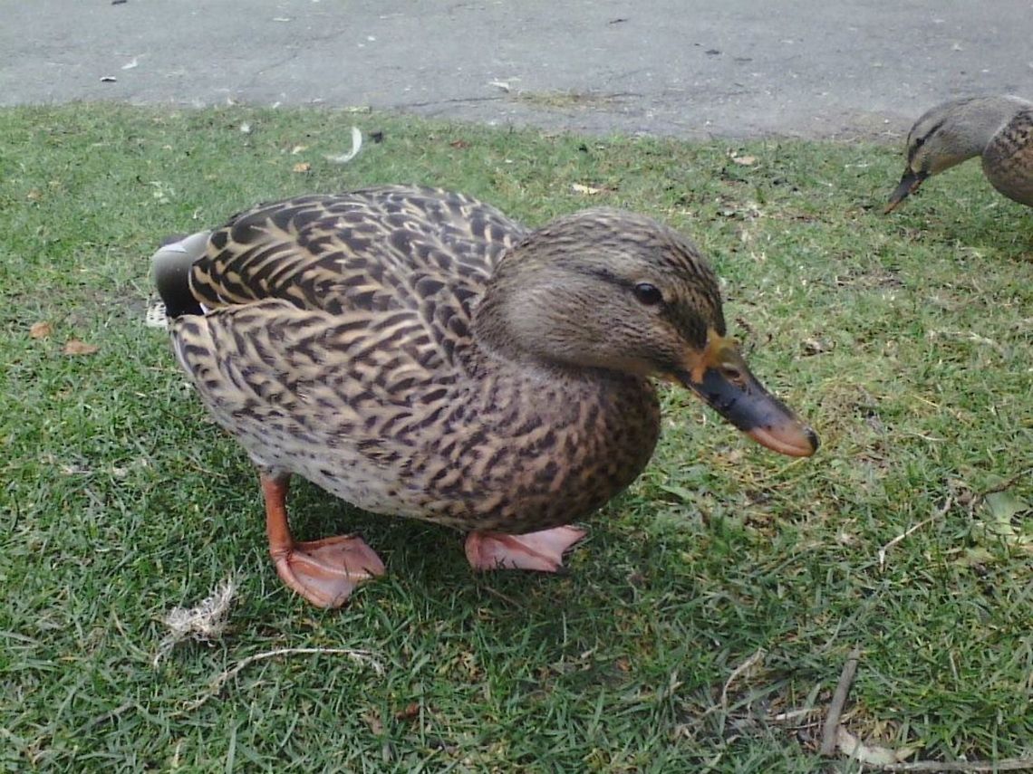 1  Anas platyrhynchos,Canada,Geotagged,Mallard