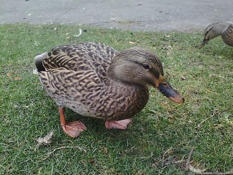 1  Anas platyrhynchos,Canada,Geotagged,Mallard