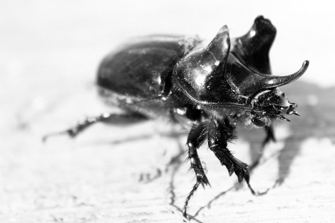 Giant Beetle This huge fella caught me off guard. It was really, really big, I&#039;d say ~7cm long. The sad part is that it was already dead =[ Insects,Strategus aloeus,beetle,black,bugs,giant,insect,mexico