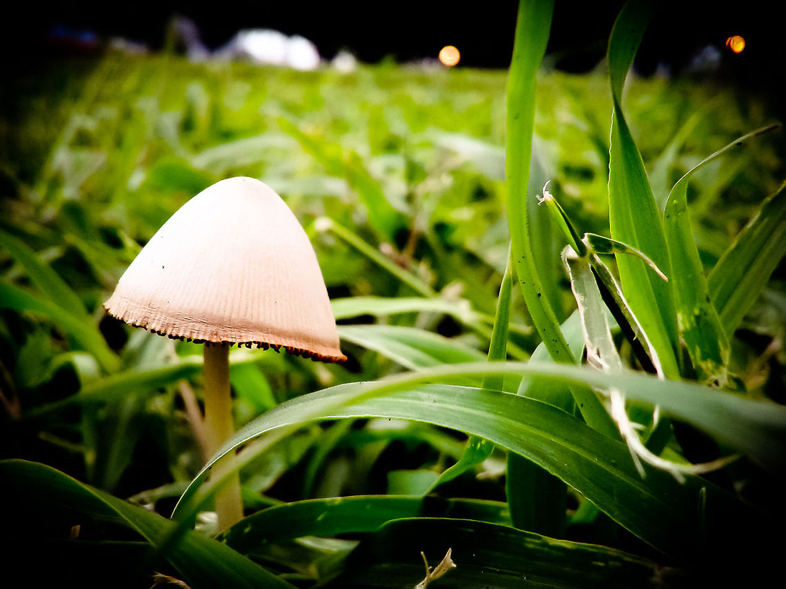 Surprise Shroom While having a walk in the park, I spotted this little guy on the floor and shot it with my Samsung Galaxy Ace. Fungi,Green,mushroom