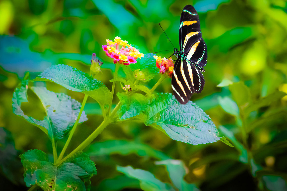 Split Second I was going to shoot the flowers, when she came.. I saw the butterfly through my viewfinder and I knew I had to shoot it right away. When the mirror flipped down again, she was gone. I later saw the photo, and to my surprise, there she was, with spread wings, as if posing for the camera. Butterfly,Heliconius charithonia,Mexico,Zebra Longwing,flower,flowers