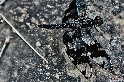 Spawn of Hell I like bugs, I really do. But this guy flew straight to my head making a quite LOUD noise. I ran and screamed like a little girl.. not even ashamed hahaha.
I had never seen a black+transparent dragonfly, and the spikes only made it look more menacing. Dragonfly,Filigree skimmer,Mexico,Pseudoleon superbus,black,insect