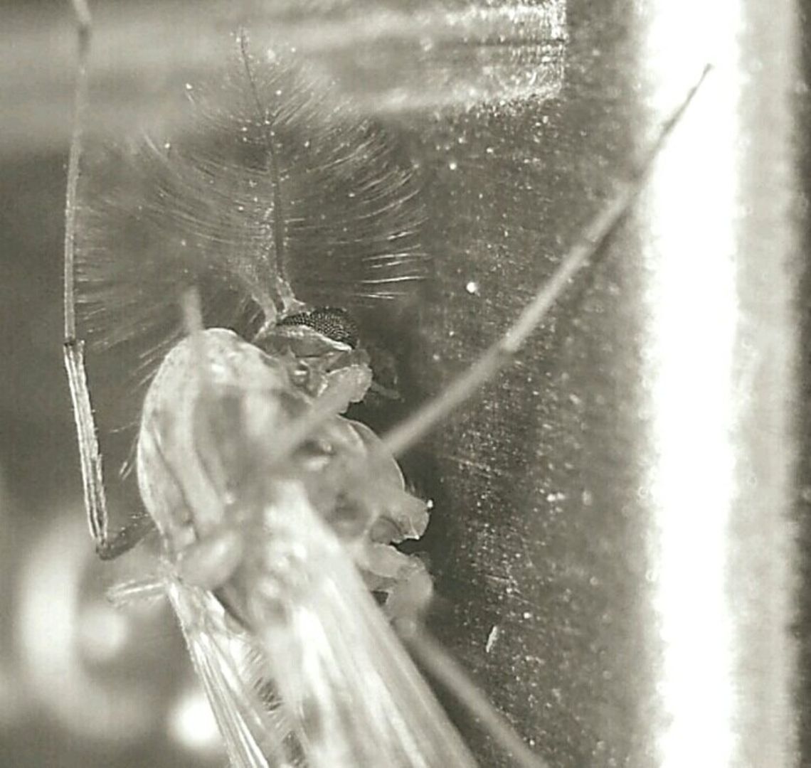 The Itch Macro shot of a mosquito that bit me. Twice.<br />
Taken with my phone, a Samsung Galaxy Ace and a macro lens I made myself. Macro,Mosquito,insect,macro insect