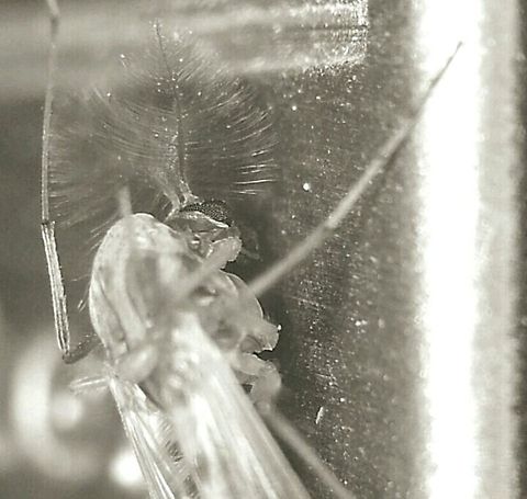 The Itch Macro shot of a mosquito that bit me. Twice.
Taken with my phone, a Samsung Galaxy Ace and a macro lens I made myself. Macro,Mosquito,insect,macro insect