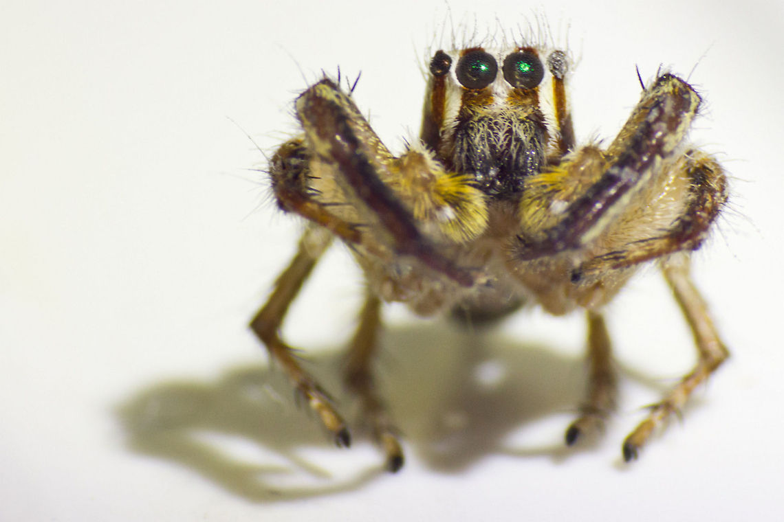The Monster What can you notice about this jumping spider? Jumping Spider,Macro