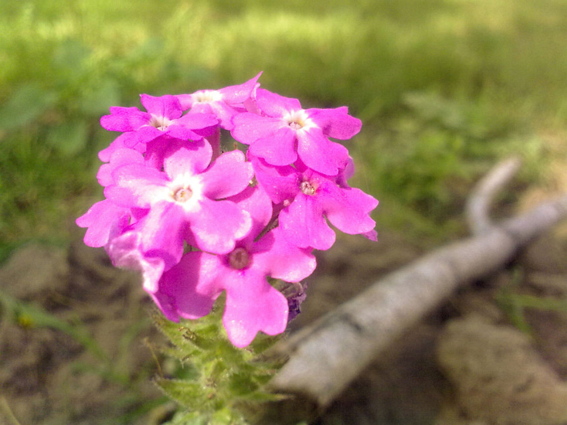 Sad Flowers That day, I was particularly sad. These flowers seemed so pretty, and yet so sad for some reason. I shot this with my phone, a Nokia 5530. flowers,magenta