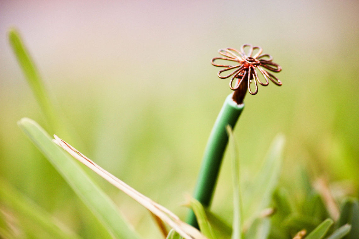 Synthetic Beauty There was this cable that someone threw to the ground, littering my street. So I grabbed it, and made a flower of it, and &quot;planted&quot; it. Flora,Grass,Green,flower,recycle