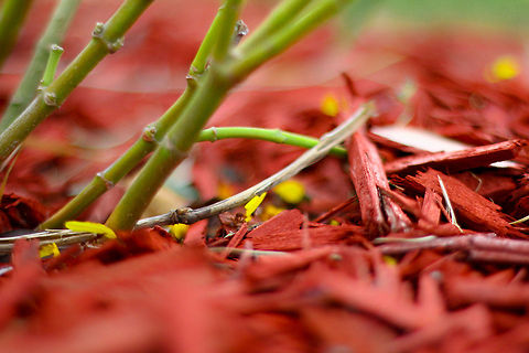 Marching My sister spotted them, as they looked so bright on the red floor. These strong little fellas were bringing down, piece by piece, all the yellow flowers on a small tree, and taking them over. Ants,flowers,red,yellow