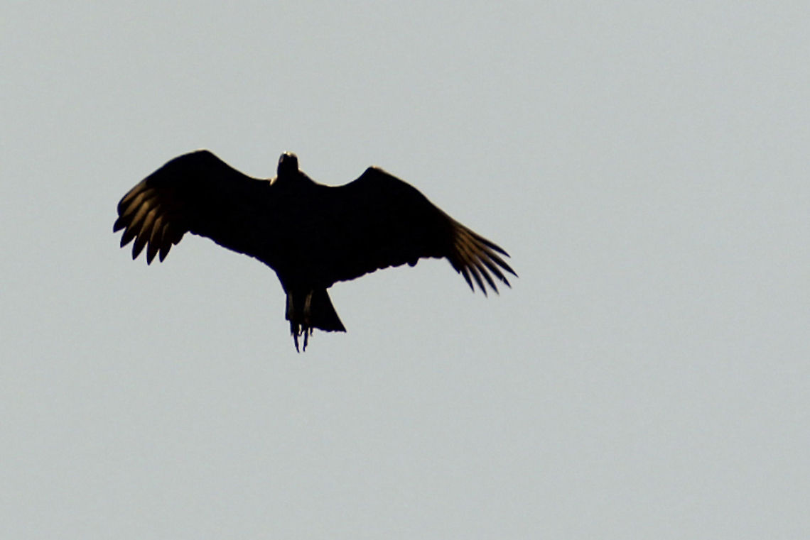 Not sure if eagle.. I shot it, I captured it, and it&#039;s still alive and free. Bird of prey,Eagle,Mexico,bird,in flight
