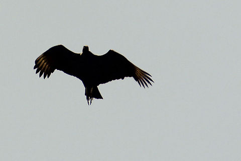 Not sure if eagle.. I shot it, I captured it, and it's still alive and free. Bird of prey,Eagle,Mexico,bird,in flight