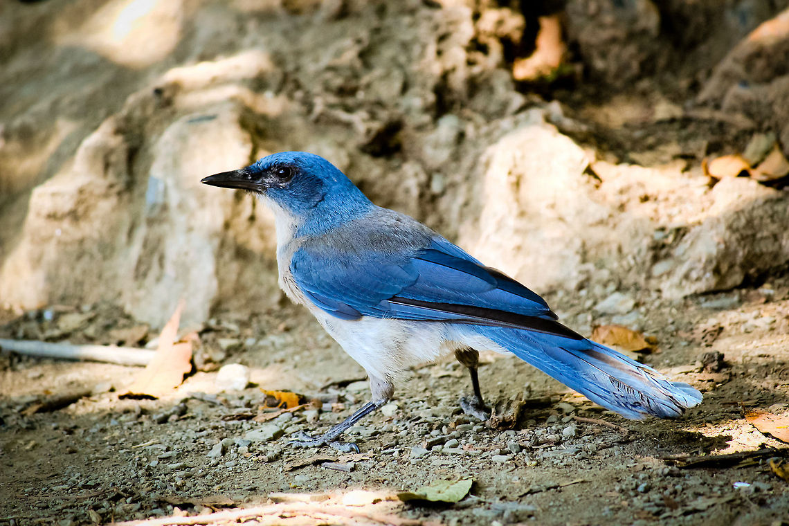 Flying Smurf Mexican Blue Jay that I shot [with lots of patience and luck] in the Ecological Park of Chipinque, near Monterrey, Mexico. Aphelocoma wollweberi,Birds,Blue Jay,Mexican Jay,Mexico,bird