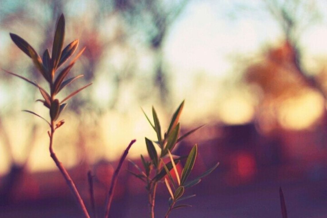 Sunset at my aunt's  Plants,Sunset,flora,mexico