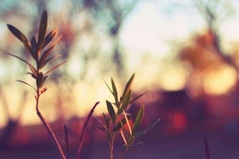 Sunset at my aunt's  Plants,Sunset,flora,mexico