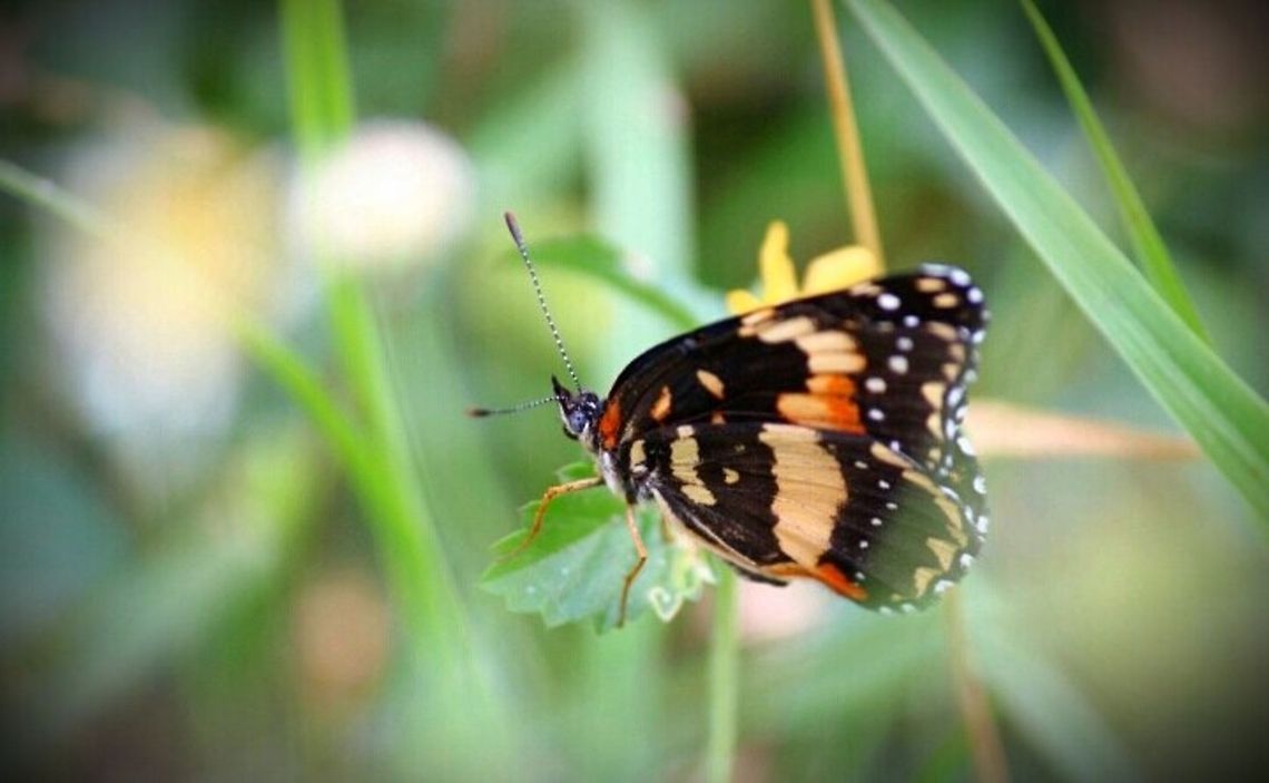 With Patience Near my house, one day I went out walking with my camera. Bordered Patch,Butterfly,Chlosyne lacinia