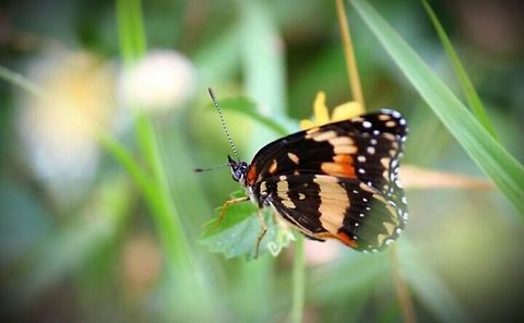 With Patience Near my house, one day I went out walking with my camera. Bordered Patch,Butterfly,Chlosyne lacinia