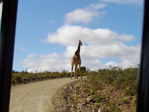 Giraffe on road  Giraffa camelopardalis,Giraffe