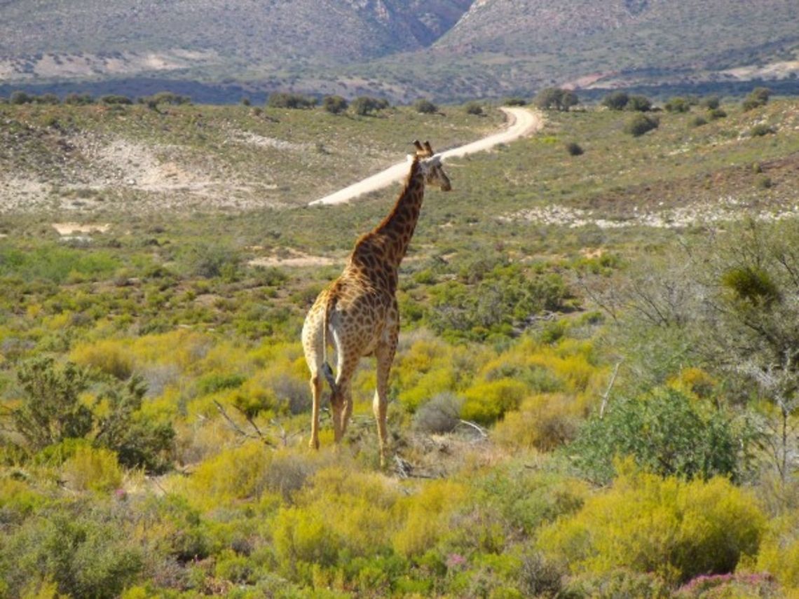 IMGP0772  Giraffa camelopardalis,Giraffe