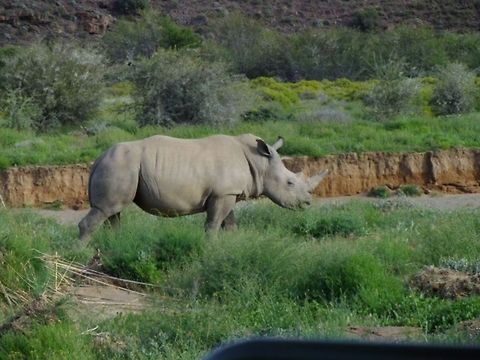 IMGP0754  Black rhinoceros,Ceratotherium simum,Diceros bicornis,White rhinoceros