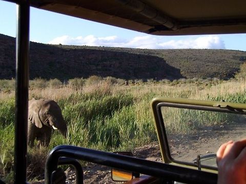 African elephant on safari  African bush elephant,Loxodonta africana
