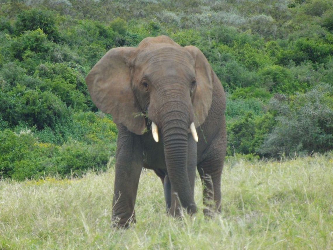 African elephant in field of grass  African bush elephant,Loxodonta africana