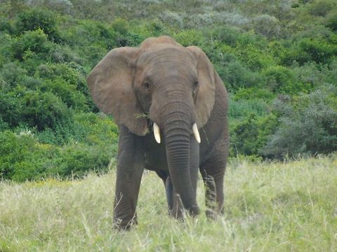 African elephant in field of grass  African bush elephant,Loxodonta africana