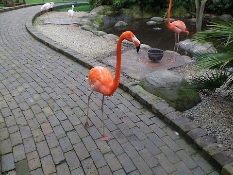 American Flamingo  American Flamingo,Phoenicopterus ruber