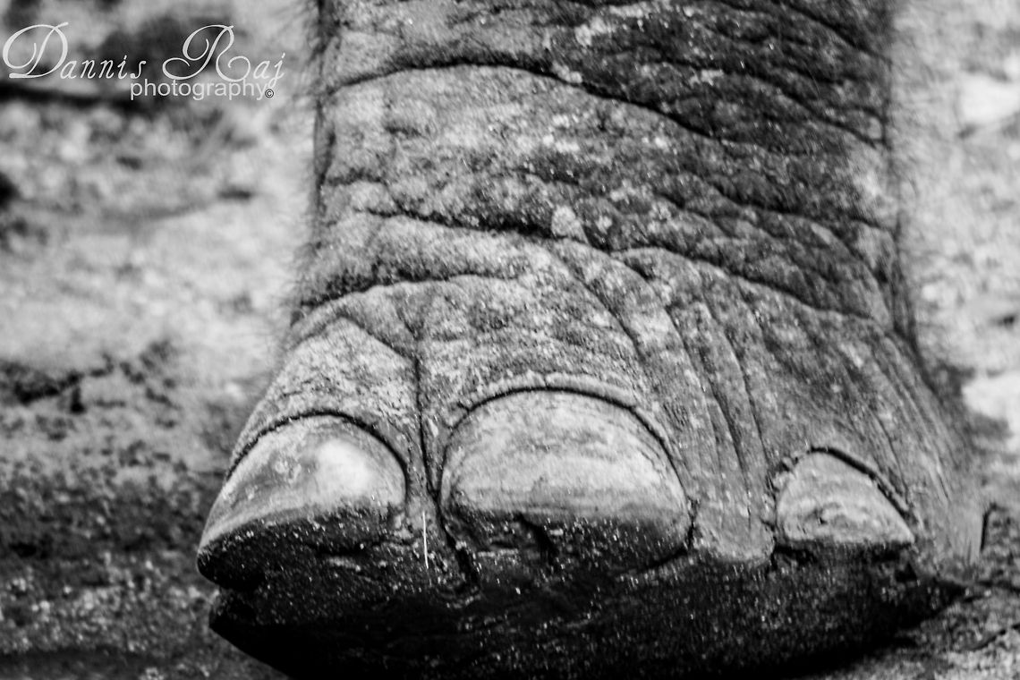 Stomp the Yard The feet that could shake the ground but also can be a shadow stalker Asian elephant,Elephas maximus
