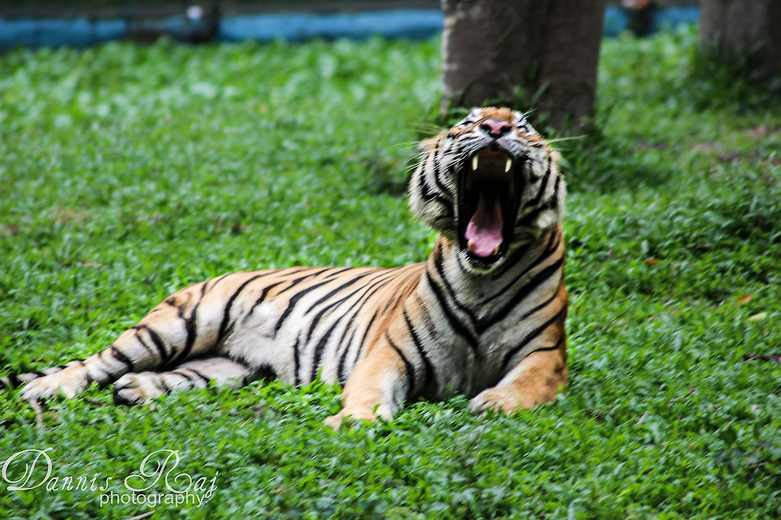 Cat familia Sometimes they just couldn't resist showing their cat side Panthera tigris,Tiger