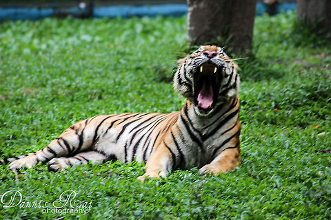 Cat familia Sometimes they just couldn't resist showing their cat side Panthera tigris,Tiger