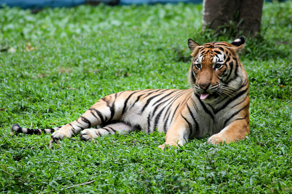 Take That i guess this tiger just annoyed with my presence and i&#039;m sure its a she Panthera tigris,Tiger