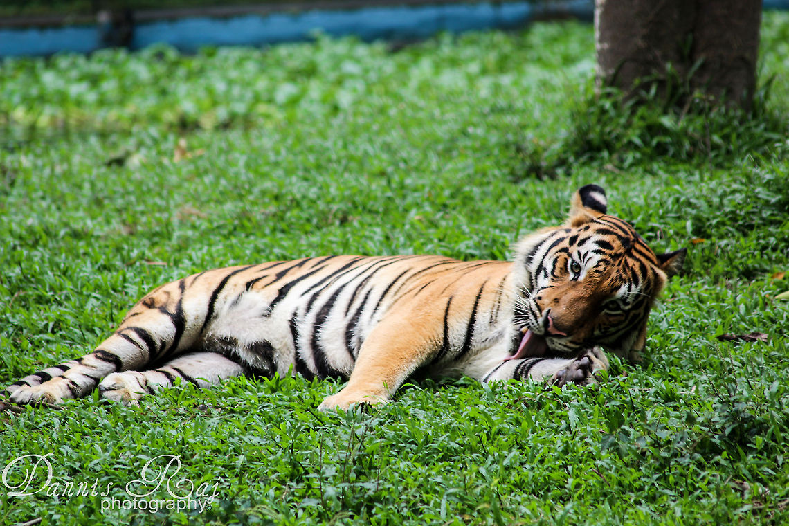 Paw licker Parents thought it to clean the paw after meal Panthera tigris,Tiger