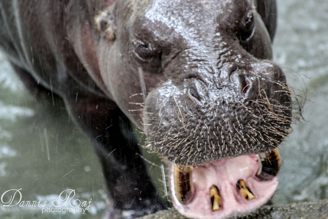Rainy Baby Hippo it just loves rain Hippopotamus,Hippopotamus amphibius