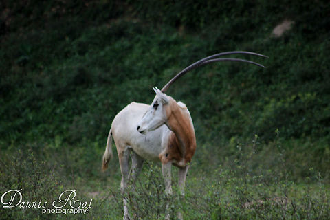 where are they? looking out for its herd  Oryx dammah,Scimitar oryx