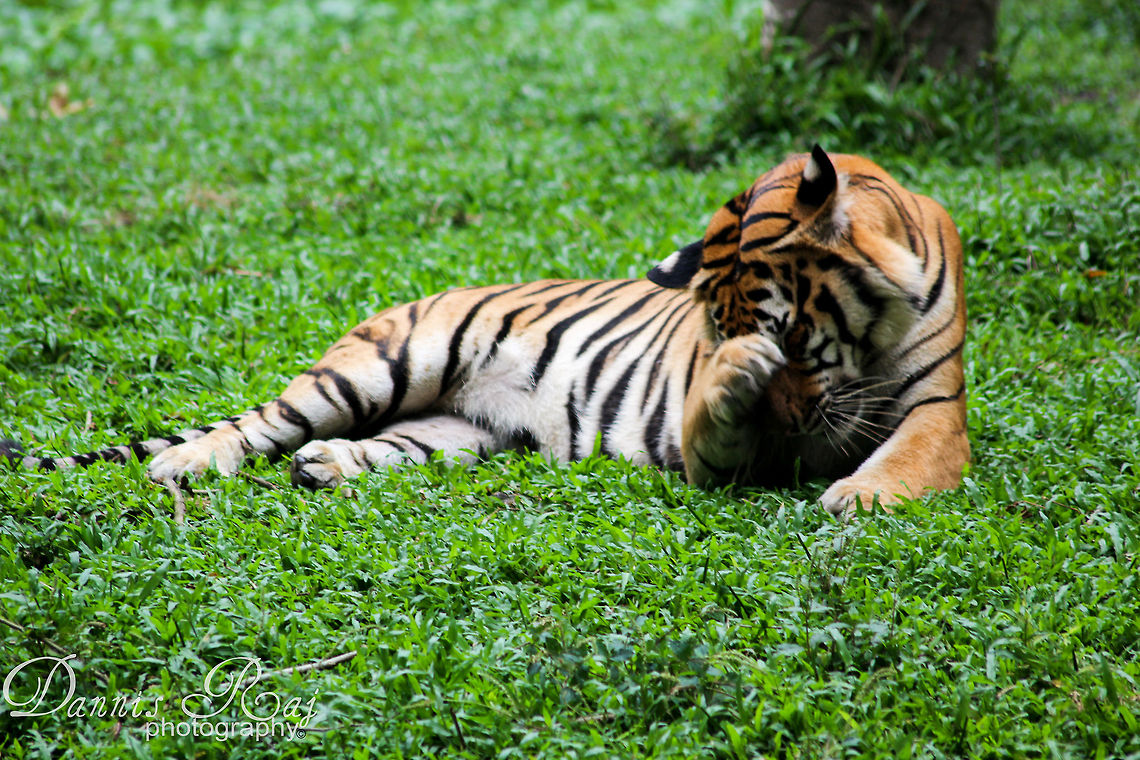 Shy girl she just hates paparazzi Panthera tigris,Tiger